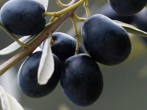 Refrigeración en plantas de alpeorujo