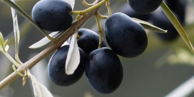 Refrigeración en plantas de alpeorujo