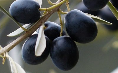Closed circuit cooling for fatty acids destilled from olive pomace