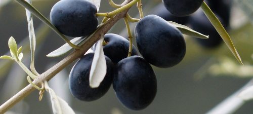 Refrigeración en plantas de alpeorujo